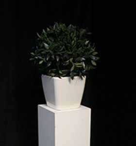Plant kleur Groen met Witte Pot Lydison Verhuur